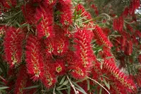 weeping bottlebrush (Melaleuca viminalis) plant