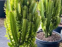 Euphorbia trigona species
