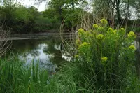 Marsh Spurge