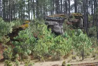 Montezuma Pine