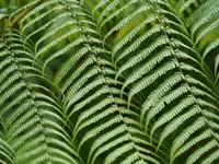 Tasmanian tree fern (Dicksonia antarctica) plant