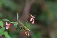 Mosquito Flower (Lopezia racemosa) plant