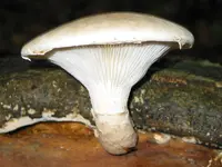 Veiled Oyster