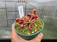Cobra Lily (Darlingtonia californica) plant