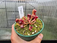 Cobra Lily (Darlingtonia californica) plant