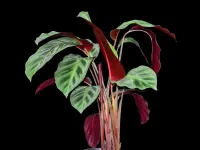 Maranta leuconeura stem
