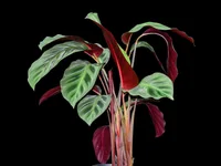 Maranta leuconeura stem
