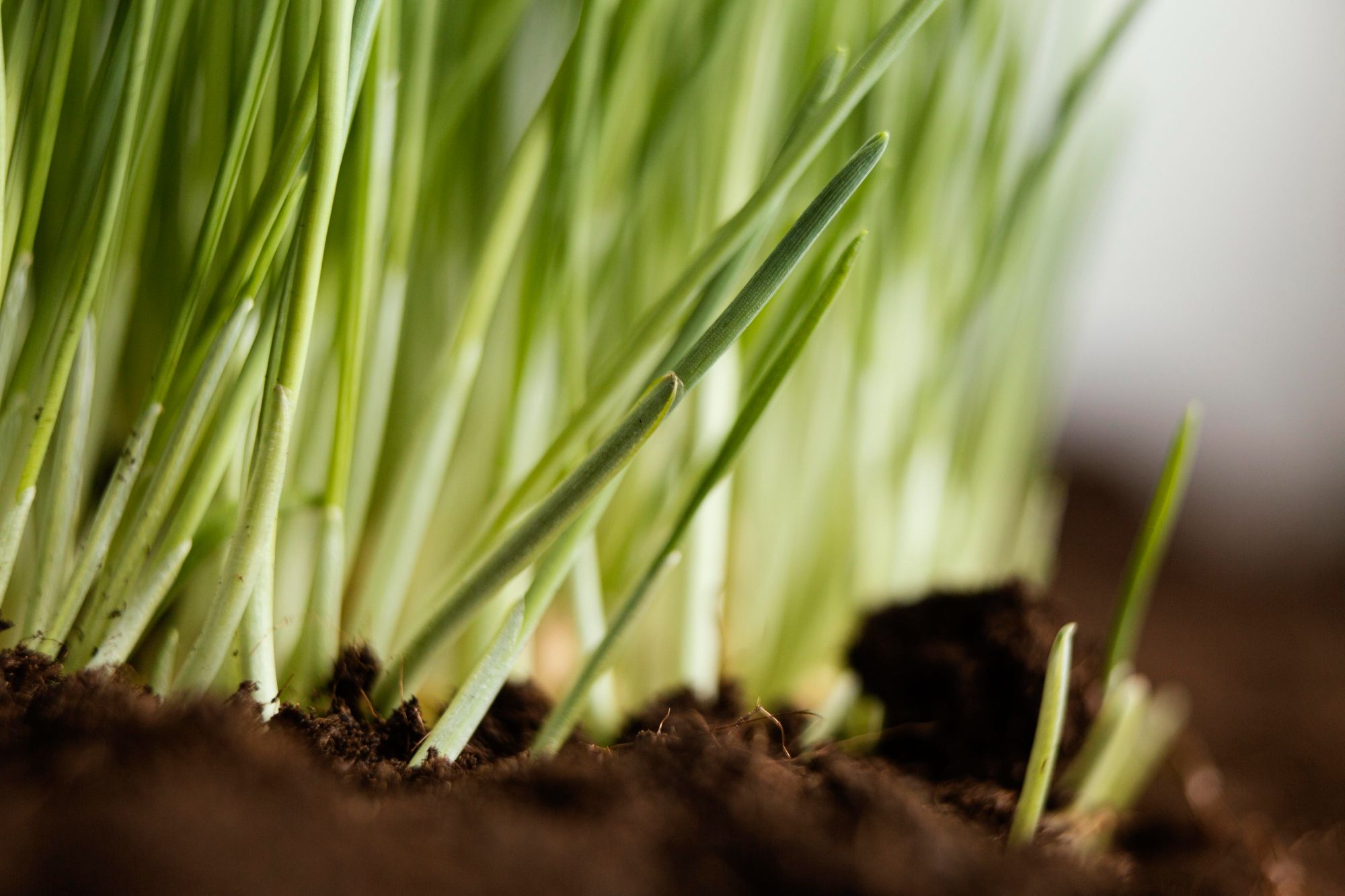 Planting Grass Seed in Summer – What Works and What Fails