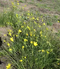 Garden Route Rushiris (Bobartia aphylla) plant