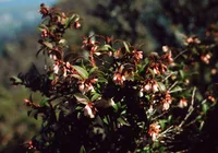 evergreen huckleberry