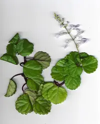Swedish Ivy