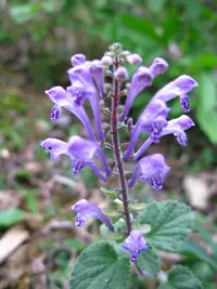 Skullcap