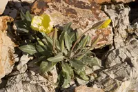 shortfruit evening primrose (Oenothera brachycarpa) plant
