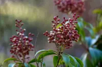 Pieris japonica