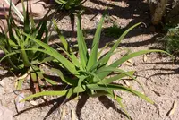 spider agave