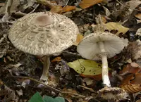 Olive Shaggy Parasol