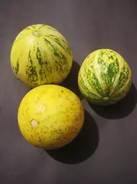 Missouri gourd