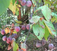 Mexican plum