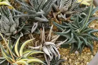Haworthiopsis fasciata