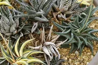 Haworthiopsis fasciata