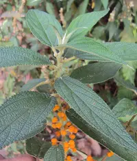 orange wild rhea