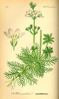 water violet