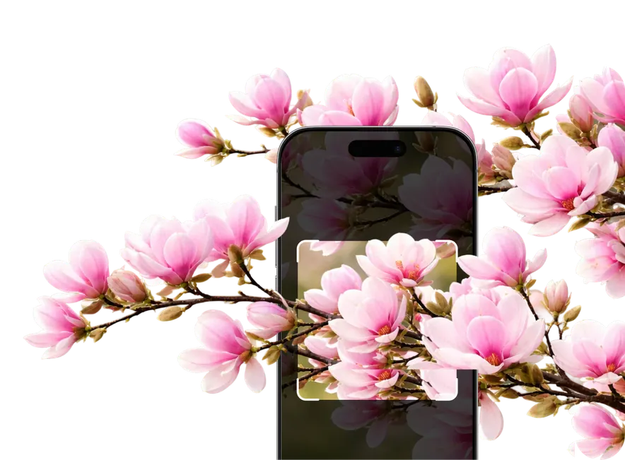 Flower Identification – Hero