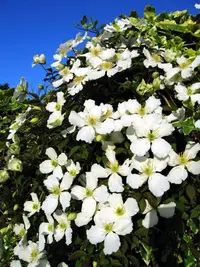 Anemone clematis