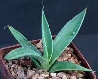 Cream Spike Agave