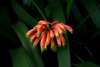 Bush Lily