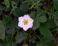 Himalayan strawberry (Fragaria nubicola) plant