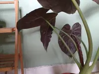 Alocasia wentii