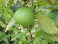 Pomelo (Citrus maxima) plant