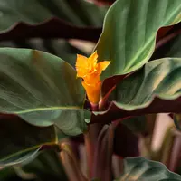 Calathea