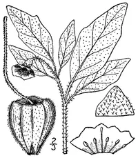 dwarf groundcherry