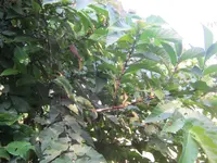 drooping fig