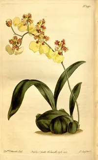Gomesa bifolia