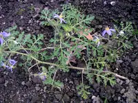 watermelon nightshade