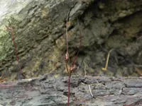Mayfly orchid (Acianthus caudatus) plant