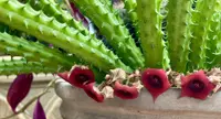Red Dragon Flower