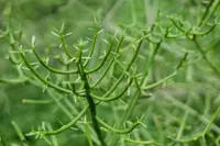 Pencil Cactus