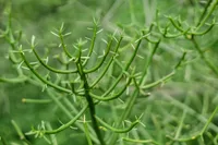 Pencil Cactus (Euphorbia tirucalli) plant