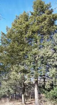eastern hemlock (Tsuga canadensis) plant