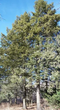 eastern hemlock