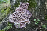 Silverleaf Fungus