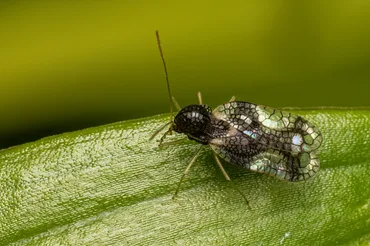 Andromeda Lace Bug