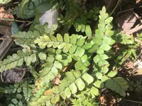 Fan-leaved Maidenhair