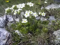 sweetflower rockjasmine (Androsace chamaejasme) plant