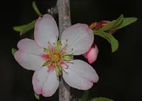 Wild Almond