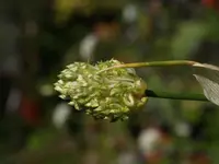 Drumstick Allium